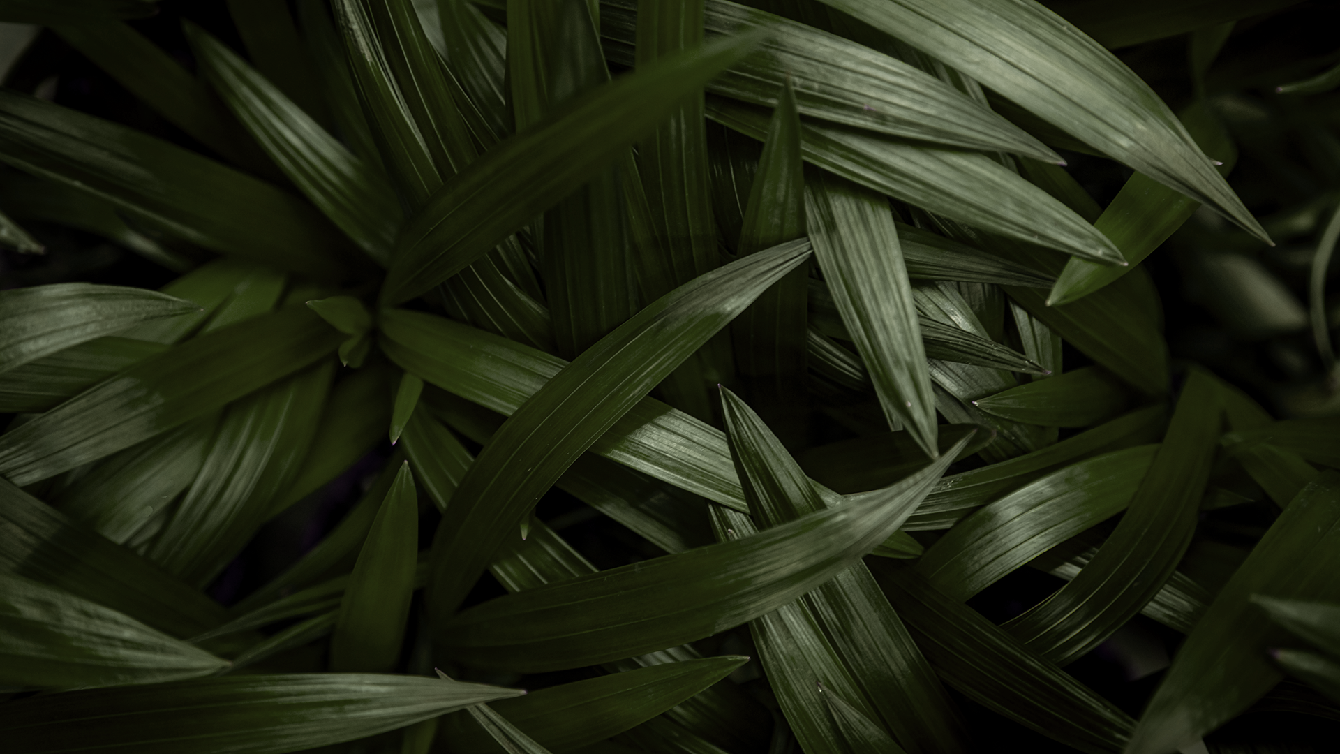 Citronella and Lavender