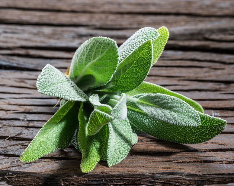 Clary Sage