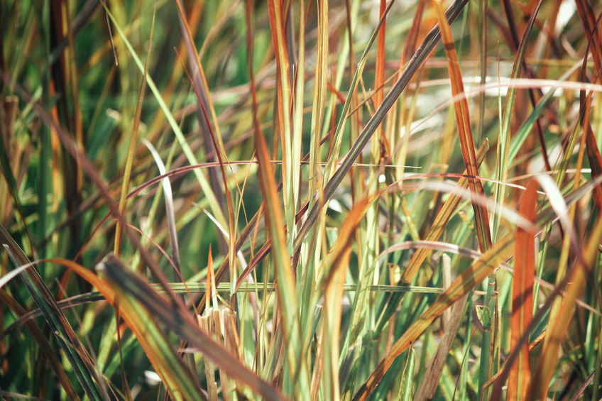Vetiver