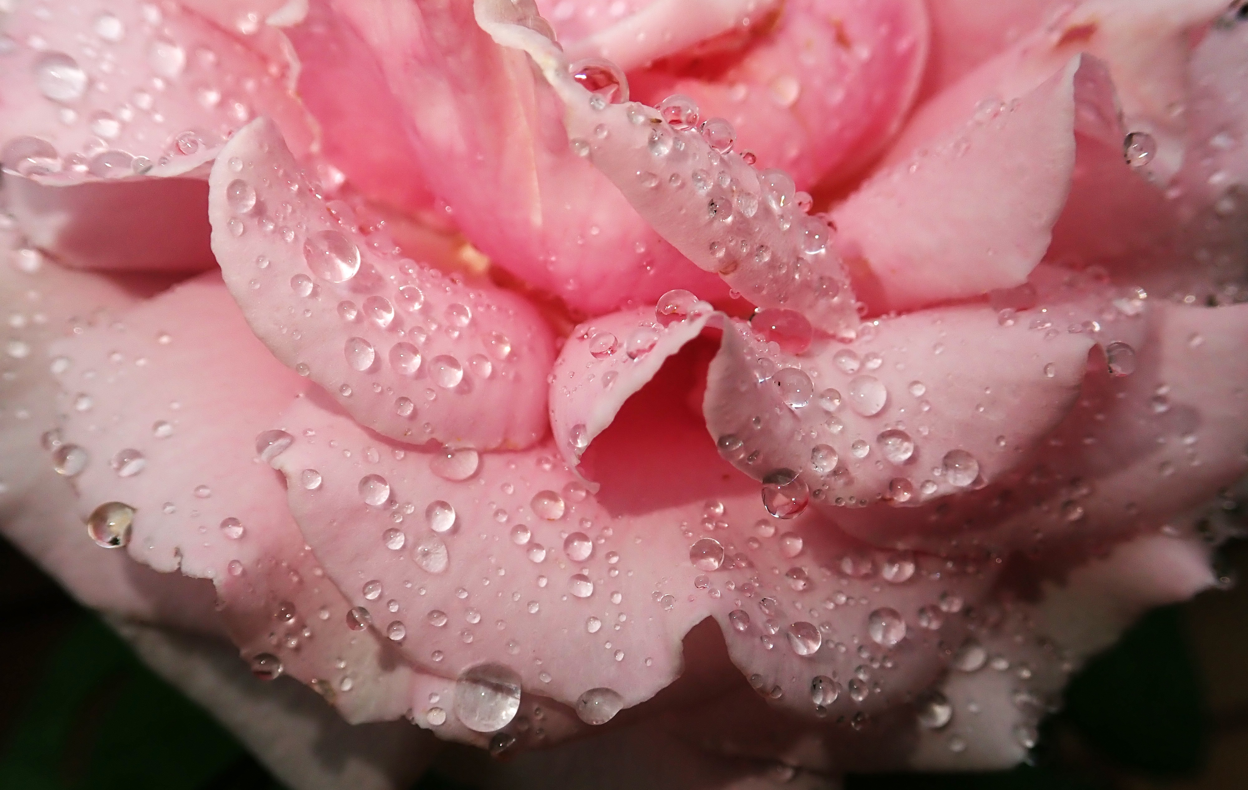 Rose Vanilla