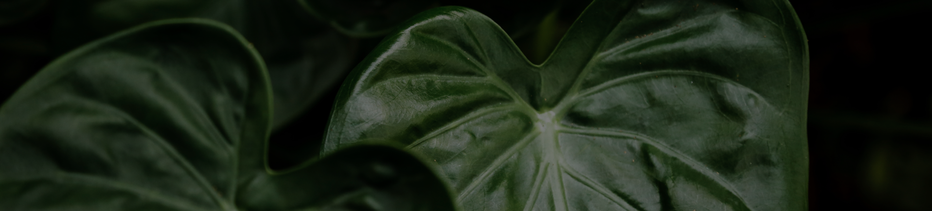 Classic Green