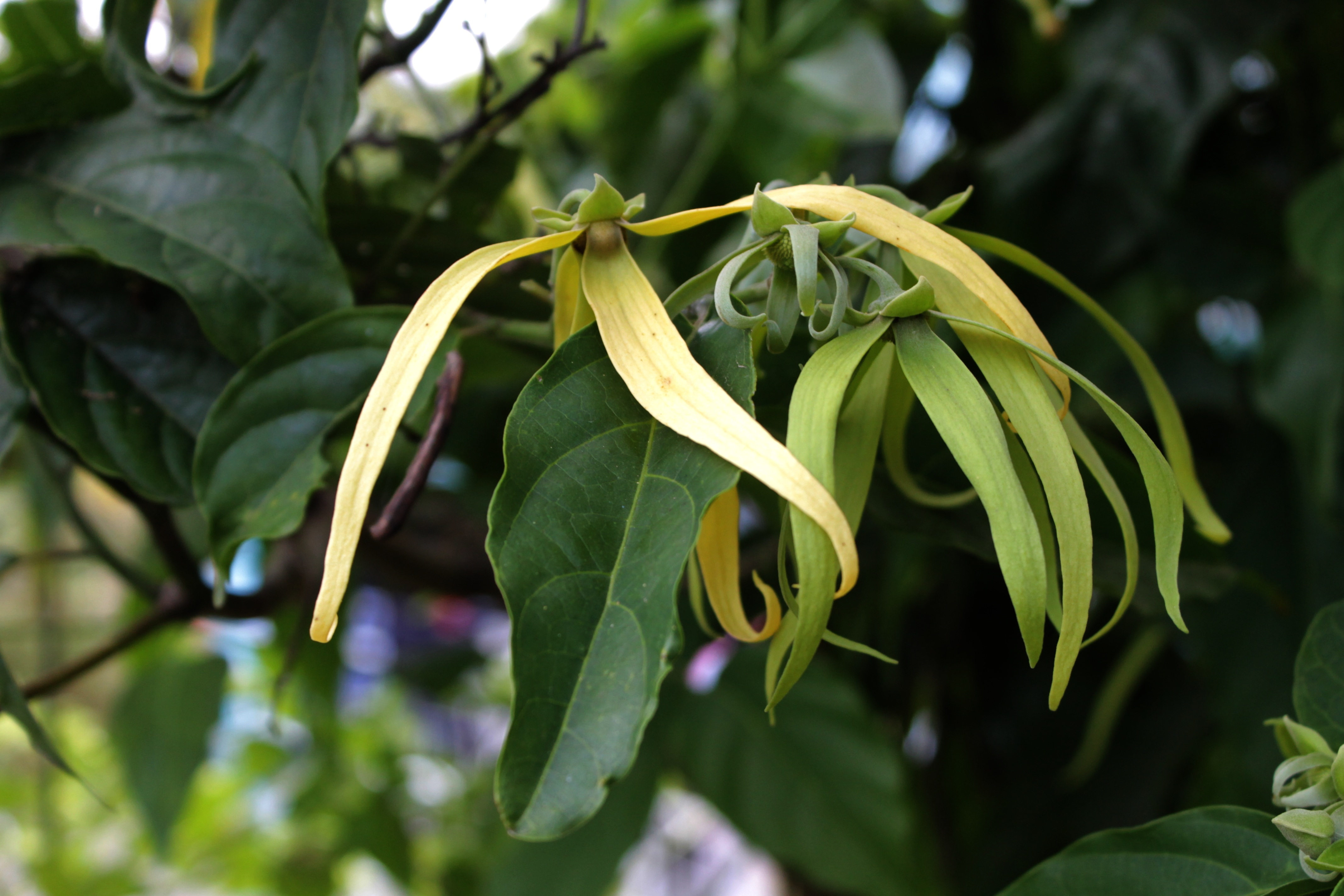 Ylang Ylang and Geranium