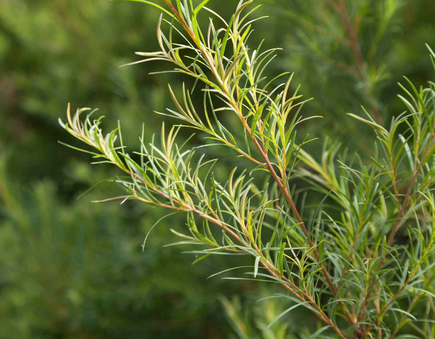 Tea Tree – Banyan Tree Essentials