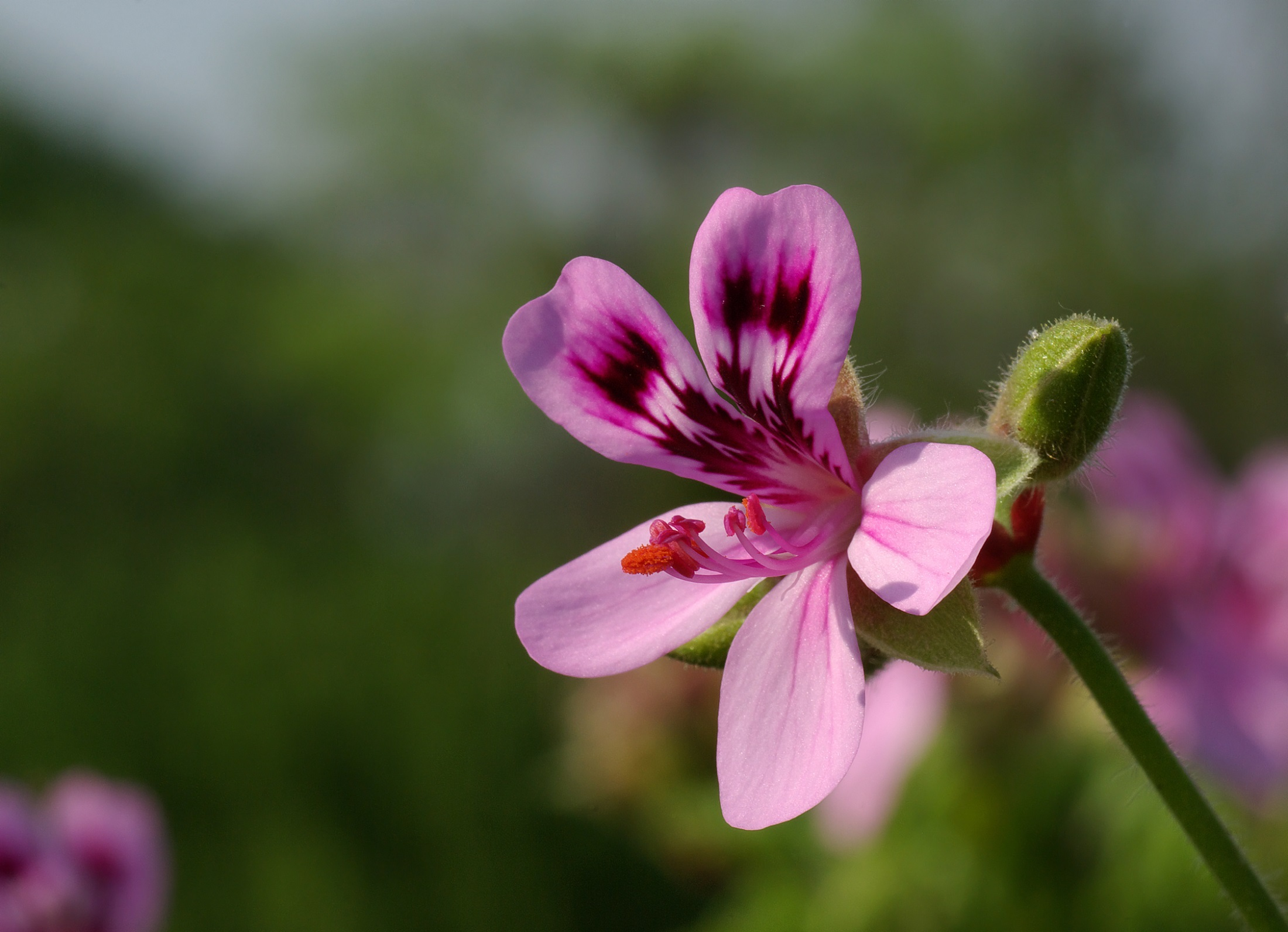 Geranium – Banyan Tree Essentials