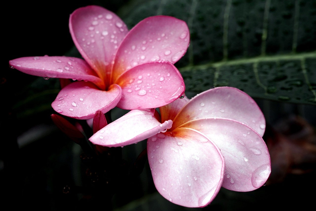 Frangipani