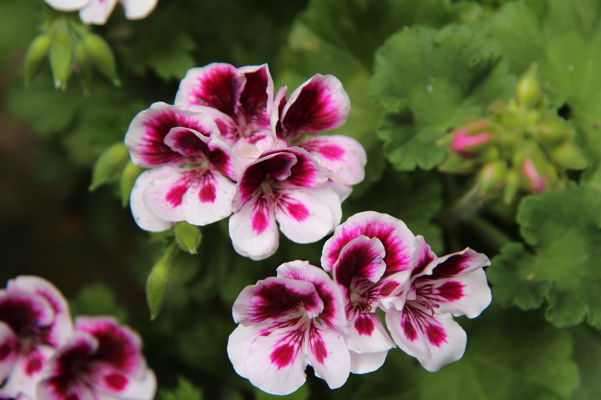 Rose Geranium and Rosewood