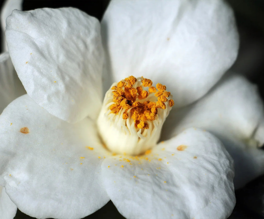 Nourishing Skin Renewal