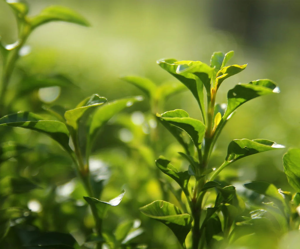 Antioxidant Skin Care