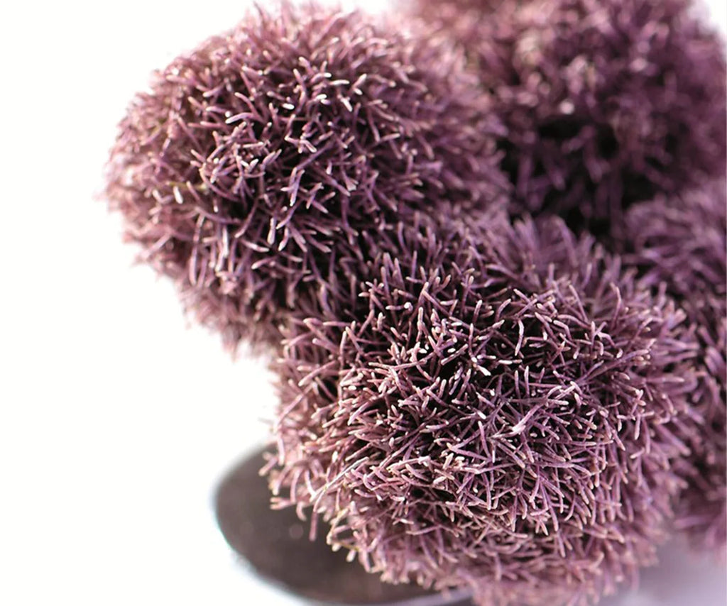 Jania Rubens (Seaweed)