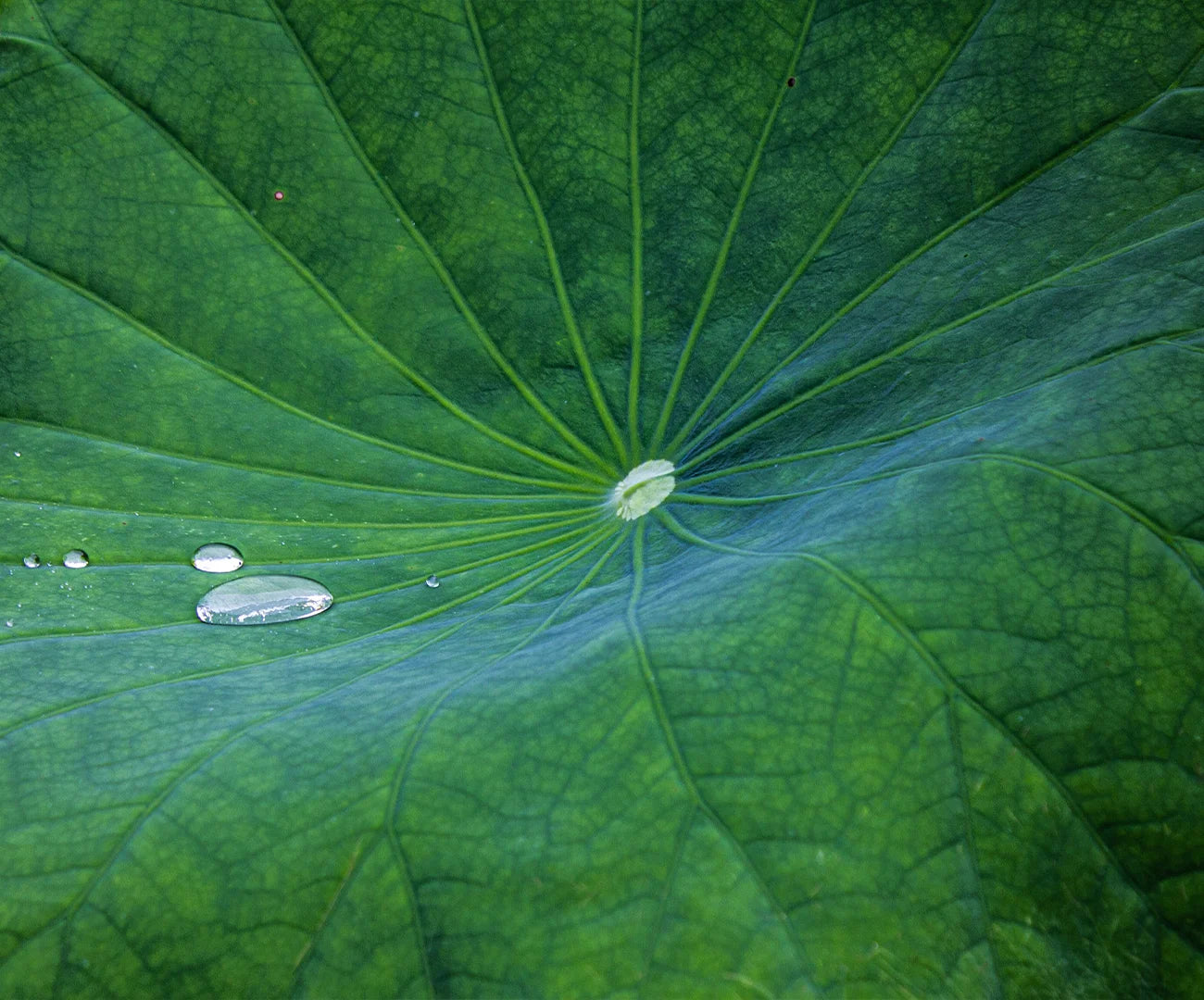 Hydration & Skin Balance