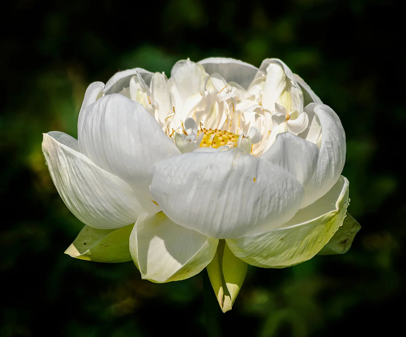 Gentle Skin Renewal