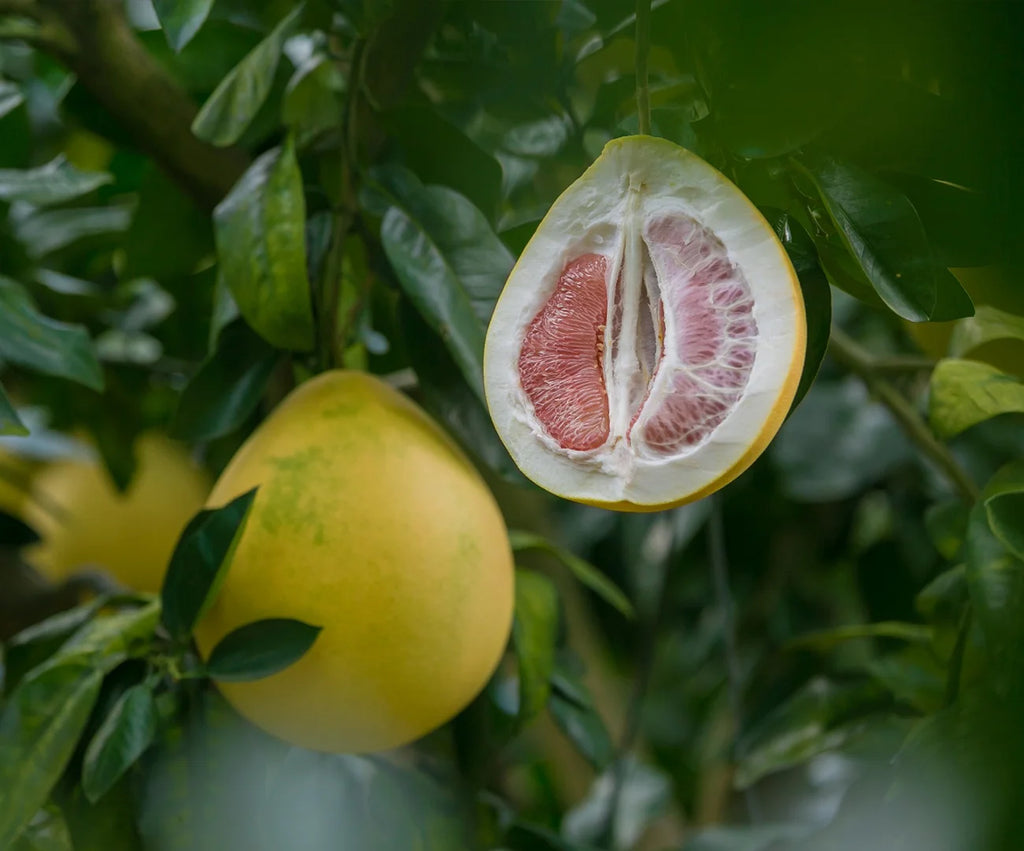Bright Citrus Refresh