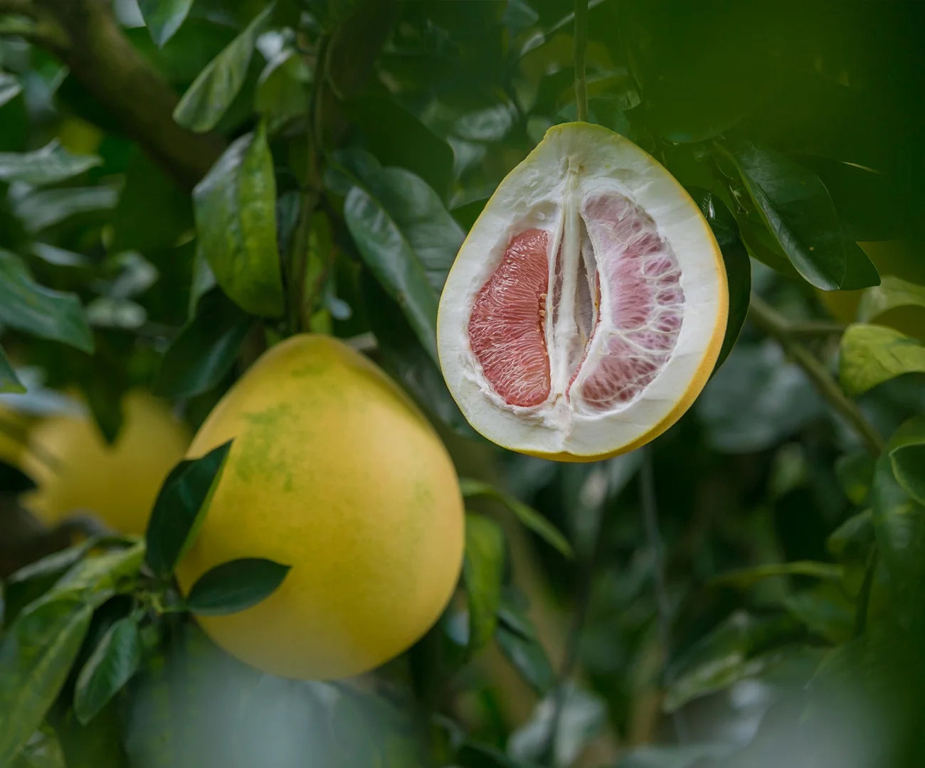 Bright Citrus Refresh