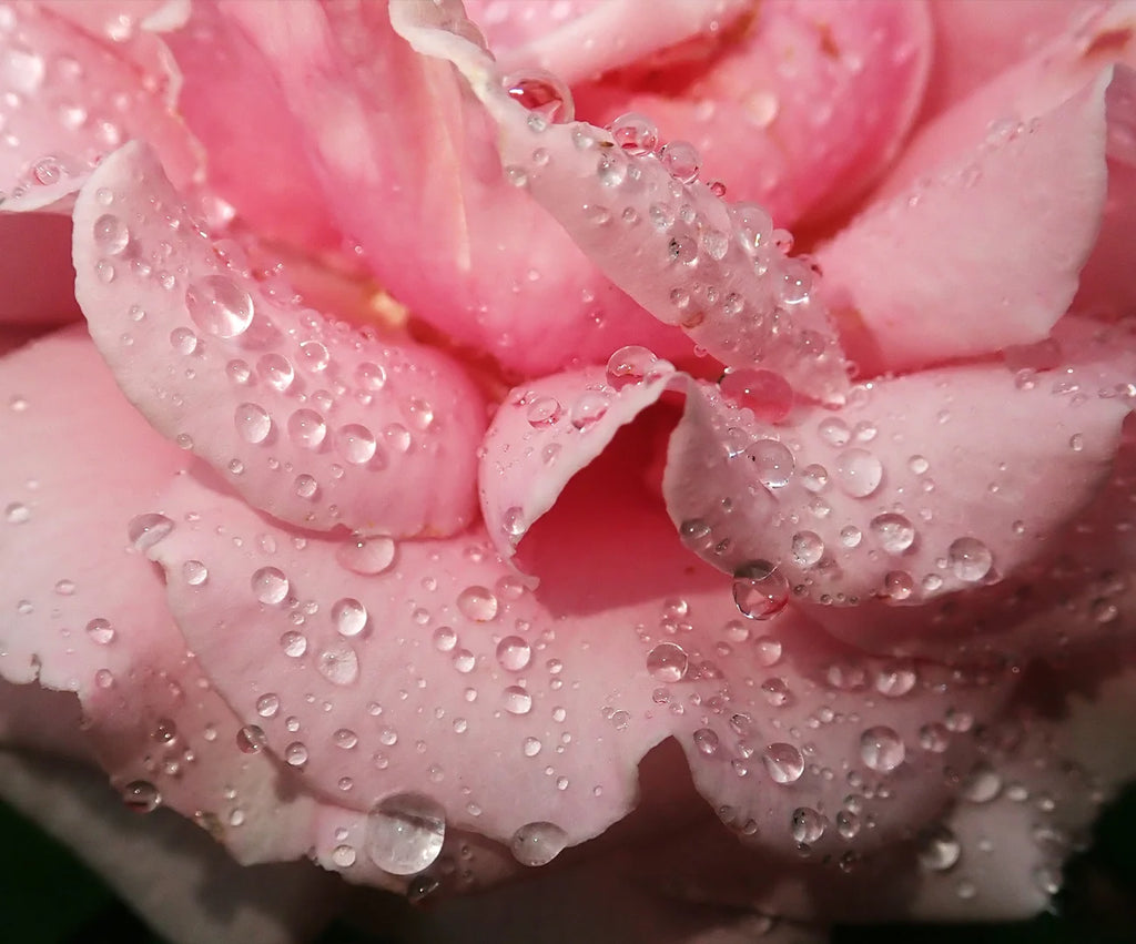 Gentle Hydration Care