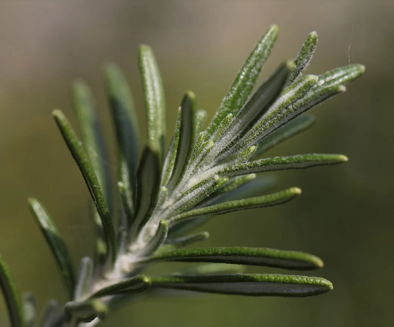 Balancing Herbal Clarity