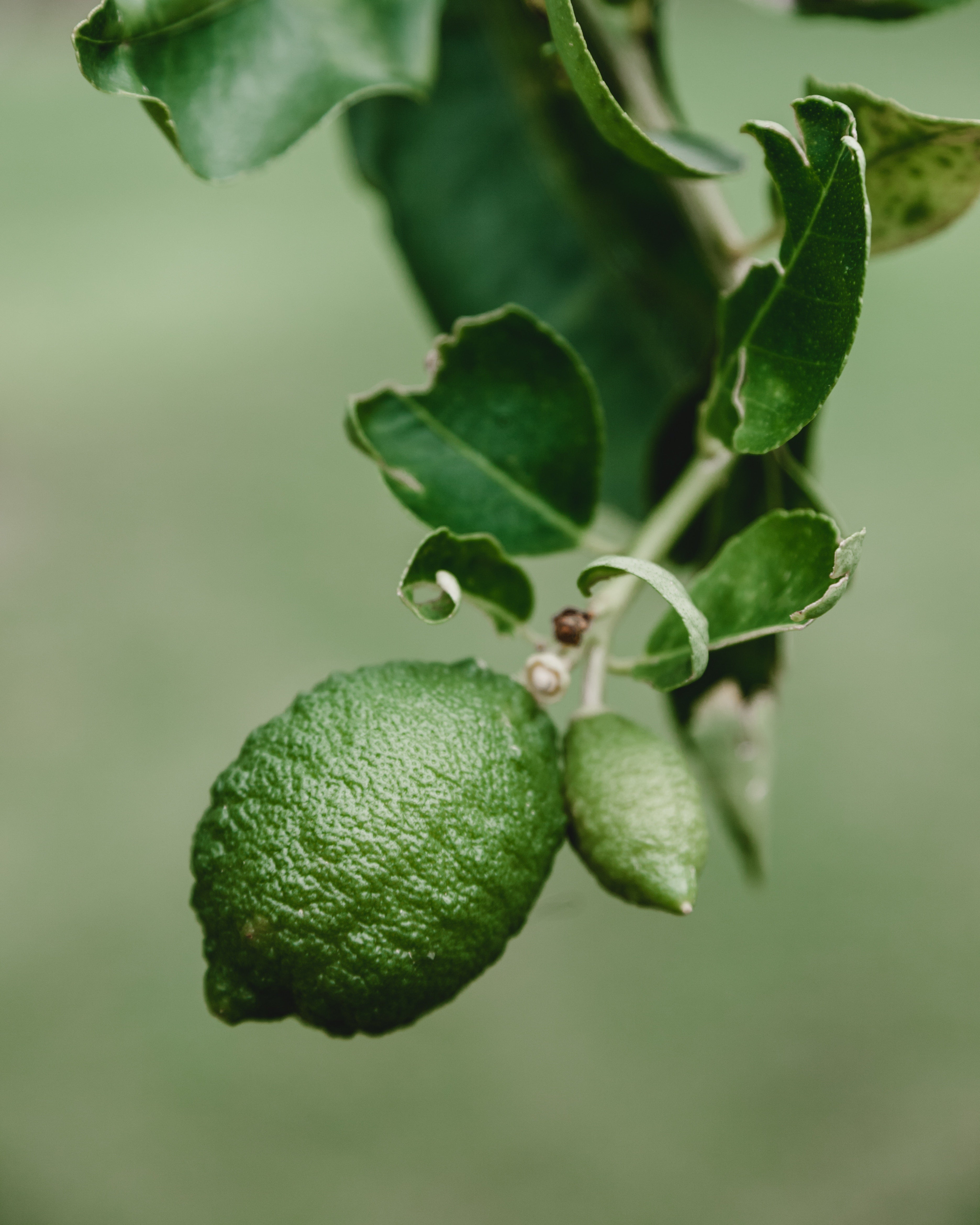 Kieffer Lime Hair Conditioner